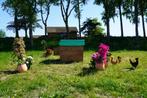 Trespa Kippenhok / Chalet 2XL - Cucciolotta, Dieren en Toebehoren, Pluimvee | Toebehoren, Ophalen of Verzenden, Nieuw, Kippenhok of Kippenren