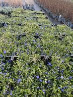 Vinca minor - Maagdenpalm -, Ophalen, Bodembedekkers, Volle zon, Vaste plant