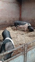2 zwart bonte zeugen, Dieren en Toebehoren, Schapen, Geiten en Varkens, Mannelijk