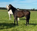 tuigpaard merrie, Dieren en Toebehoren, Merrie