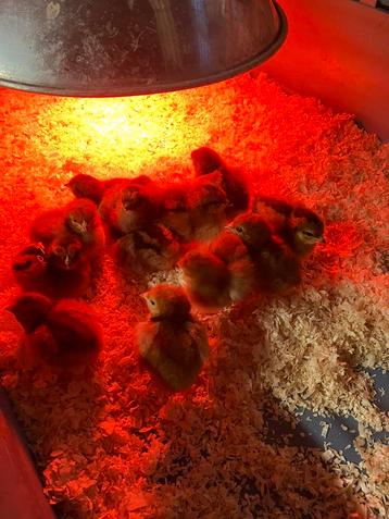 Kuikens Rhode Island Red beschikbaar voor biedingen