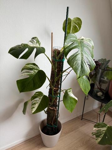 Monstera Deliciosa Variegata - 1,15m beschikbaar voor biedingen