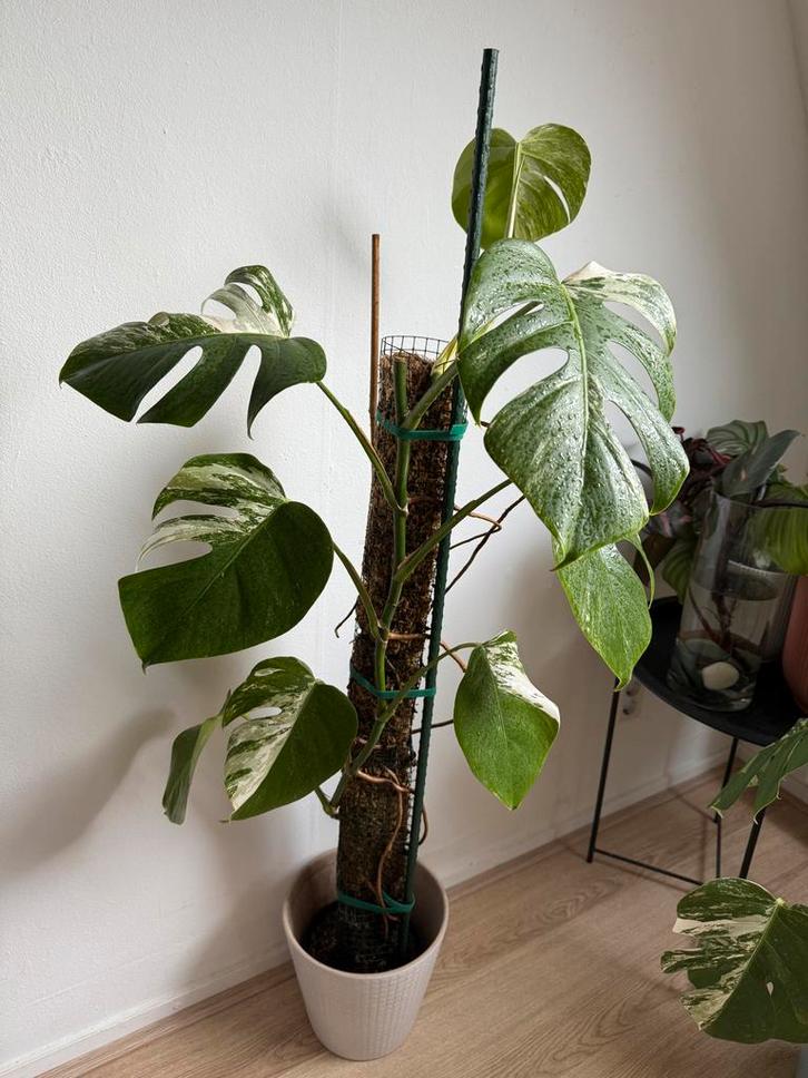 Monstera Deliciosa Variegata - 1,15m, Huis en Inrichting, Kamerplanten, Overige soorten, 100 tot 150 cm, Groene kamerplant, Halfschaduw