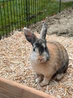 6 vrouwtjes konijnen, Dieren en Toebehoren, Konijnen, Vrouwelijk, Middelgroot