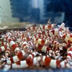 PRL garnalen (Crystal red) caridina aquarium bezorging, Kreeft, Krab of Garnaal