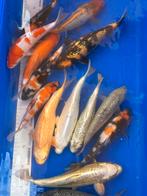 Japanse koi’s 19/65 cm, Dieren en Toebehoren, Karper of Koi