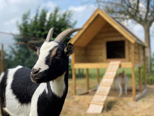 geitenhokken, Dieren en Toebehoren, Overige Dieren-accessoires, Nieuw, Ophalen of Verzenden