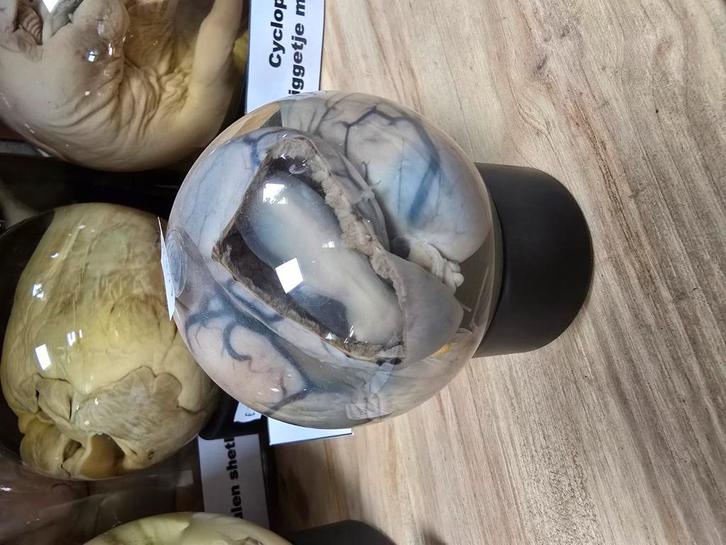 Kitten foetus nog in baarmoeder., Verzamelen, Dierenverzamelingen, Zo goed als nieuw, Beeldje of Figuurtje, Ophalen