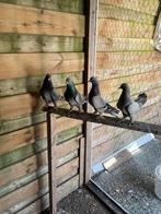 dieven, Dieren en Toebehoren, Vogels | Duiven