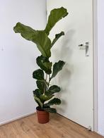 Ficus lyrata 170 cm hoog, Ophalen, Ficus, Halfschaduw, 150 tot 200 cm