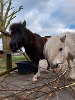 2 lieve  pony's, Dieren en Toebehoren, Merrie, A pony (tot 1.17m), Recreatiepony, 11 jaar of ouder