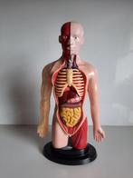 Anatomisch Model, Antiek en Kunst, Curiosa en Brocante, Ophalen of Verzenden