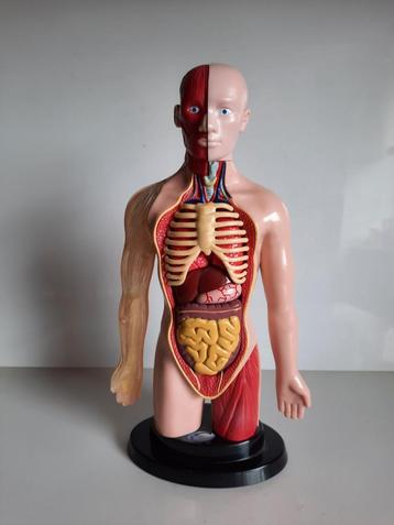 Anatomisch Model 