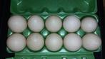 Muskuseend Broedeieren Diverse kleuren., Dieren en Toebehoren, Ophalen of Verzenden, Nieuw, Overige typen