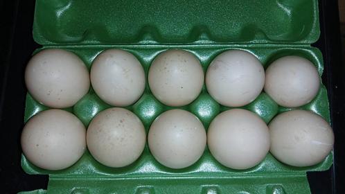 Muskuseend Broedeieren Diverse kleuren., Dieren en Toebehoren, Pluimvee | Toebehoren, Nieuw, Overige typen, Ophalen of Verzenden
