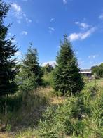 Kerstbomen groot, Tuin en Terras, Planten | Bomen, Ophalen, Halfschaduw, Zuilboom, 400 cm of meer
