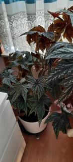 Mooie Begonia Rex kamerplant, Huis en Inrichting, Kamerplanten, Ophalen, 100 tot 150 cm, Overige soorten, Halfschaduw