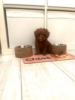 Heel kleine toy poedel, Dieren en Toebehoren, Honden | Chihuahua's en Gezelschapshonden, Poedel, Rabiës (hondsdolheid), 8 tot 15 weken