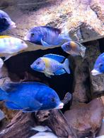 Volwassen aulonocara stuartgranti man Malawi cichliden, Dieren en Toebehoren, Ophalen, Gevuld zoetwateraquarium