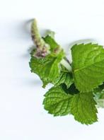 🐝Kruizemunt planten | Biologisch | Vaste plant, Volle zon, Vaste plant, Ophalen of Verzenden, Kruiden
