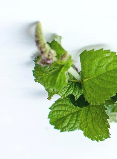 🐝Kruizemunt planten | Biologisch | Vaste plant, Tuin en Terras, Planten | Tuinplanten, Vaste plant, Kruiden, Volle zon, Zomer