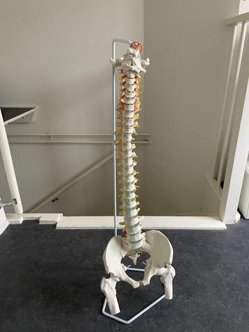 Anatomisch model wervelkolom op statief 88cm beschikbaar voor biedingen