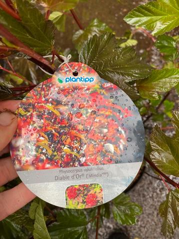 Physocarpus ‘diable d’Or’ beschikbaar voor biedingen