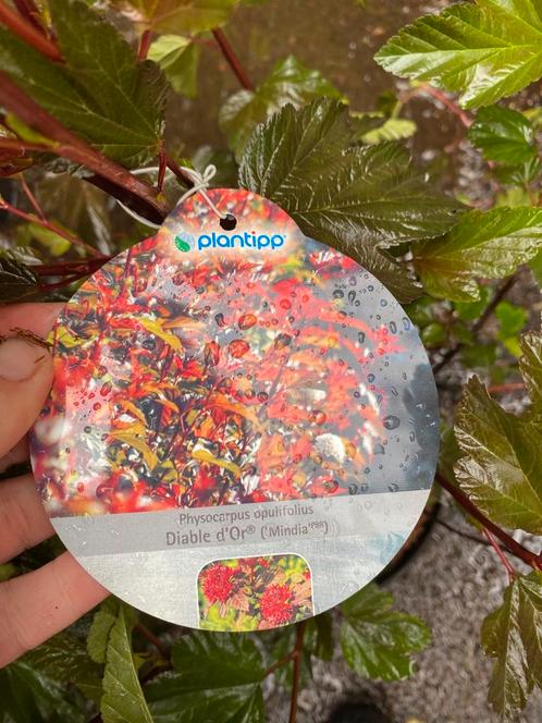 Physocarpus ‘diable d’Or’, Tuin en Terras, Planten | Tuinplanten, Overige soorten, Halfschaduw, Zomer, Ophalen