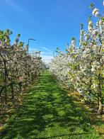 Kersenbomen van diverse rassen te koop, Ophalen, Lente, Volle zon, Kersenboom
