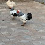Haan.Kip, Dieren en Toebehoren, Mannelijk, Kip