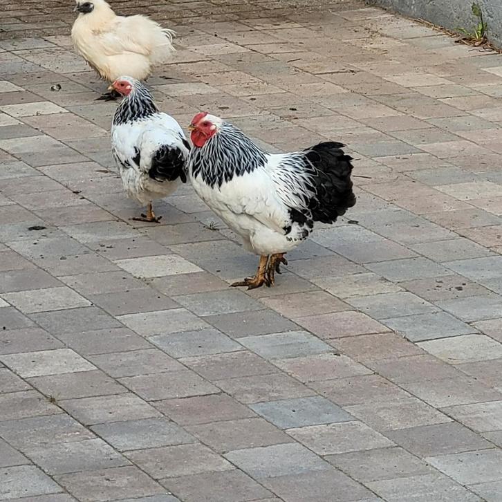 Haan.Kip, Dieren en Toebehoren, Pluimvee, Kip, Mannelijk