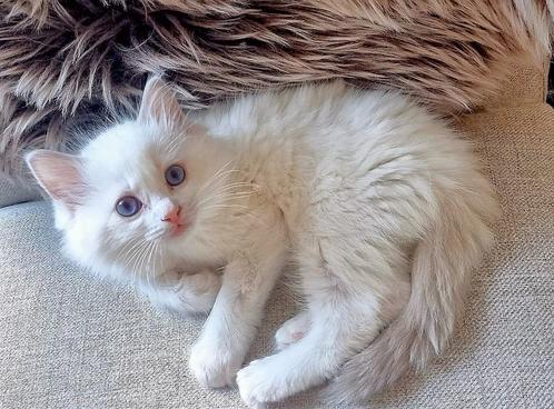 Ragdoll kitten (kater) lilac lynx bicolor uit geteste ouders, Dieren en Toebehoren, Katten en Kittens | Raskatten | Langhaar, Kater