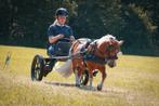 Lease Shetlander aangeboden, Dieren en Toebehoren, Paarden en Pony's | Overige Paardenspullen, Ophalen of Verzenden, Nieuw, Dressuur