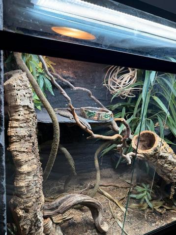 Opzoek naar een groot terrarium (+-150Hx120Bx60D) beschikbaar voor biedingen