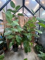 Ficus Benghalensis XL (180cm), Ophalen, Ficus, Halfschaduw, In pot
