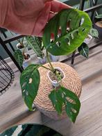 Monstera Esqueleto, Ophalen of Verzenden, Halfschaduw, Minder dan 100 cm