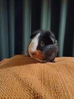 Gratis Cavia, Februari, Mannelijk, Cavia