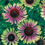 Zaden Echinacea Green Twister, Verzenden, Volle zon