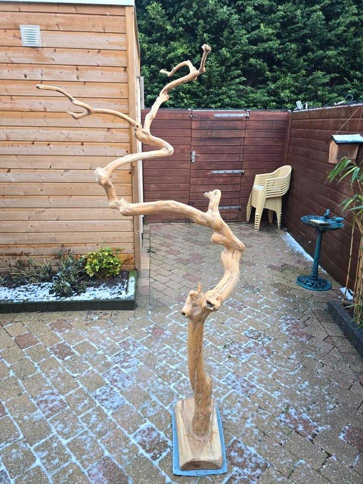 Echte java boom / koffieboom, Dieren en Toebehoren, Vogels | Toebehoren, Zo goed als nieuw, Ophalen