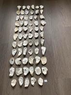 Oesterschelpen, Ophalen of Verzenden, Schelp(en)