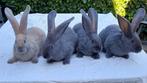 Vier jonge Vlaamse reuzen 3 rammetjes en 1 vrouwtje, Dieren en Toebehoren, Meerdere dieren, Groot, 0 tot 2 jaar