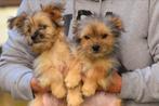 Prachtige  kleinblijvende Boomer pups 2 jongens, 3 meiden, Nederland, CDV (hondenziekte), 8 tot 15 weken, Meerdere