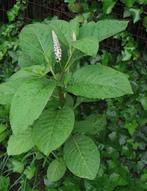 Oosterste karmozijnbes Phytolacca esculenta vaste plant, Ophalen of Verzenden, Overige soorten, Minder dan 100 cm