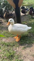 Eenden, Meerdere dieren, Eend