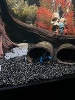 Blue moon kreeften. Nog 4 stuks over., Dieren en Toebehoren, Vissen | Aquariumvissen, Vis