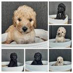 Schattige Labradoodle pups medium, geb. 25-05-2025, Overige rassen, 8 tot 15 weken, Meerdere, Meerdere dieren