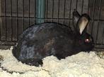 Duitse Reus x Lotharinger, Dieren en Toebehoren, Vrouwelijk, Groot, 0 tot 2 jaar