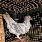 Duiven vruow te koop, Dieren en Toebehoren, Meerdere dieren