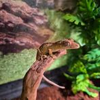 Jonge wimpergekko’s, Dieren en Toebehoren, Reptielen en Amfibieën, Hagedis, 0 tot 2 jaar