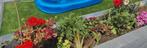 Gardener / Jardinero / Tuinman., Tuinonderhoud of Snoeiwerk